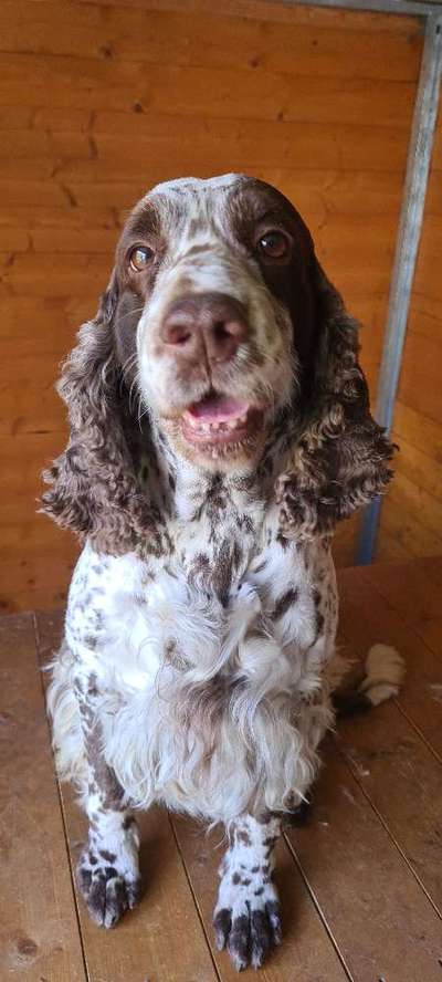 Unsere Fellnasen im Regenbogenland-Beitrag-Bild