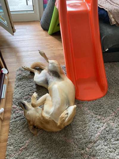 bissfeste Hundeleine-Beitrag-Bild