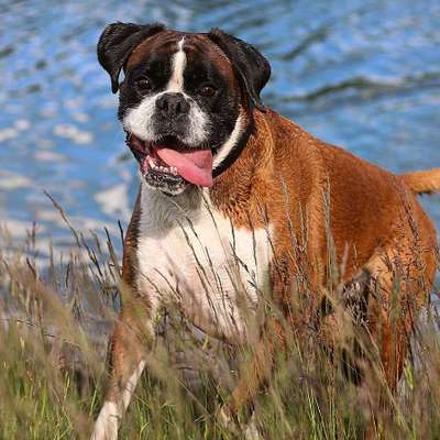 Hundetreffen-Gassifreunde gesucht:)-Bild