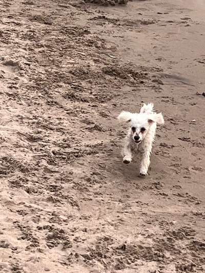 Hundetreffen-Spielerunde-Bild