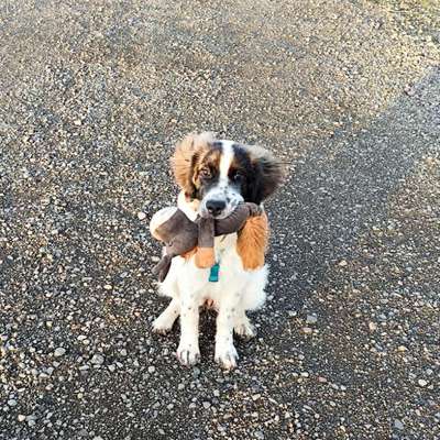 Hundetreffen-Wir suchen Kontakt zu anderen Hunden 🐕-Bild