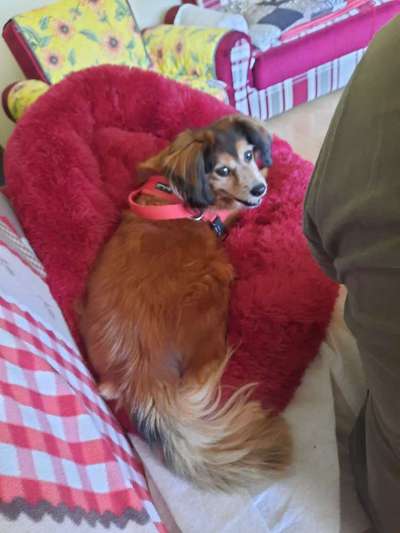 Mischlingshunde Foto Aufruf-Beitrag-Bild