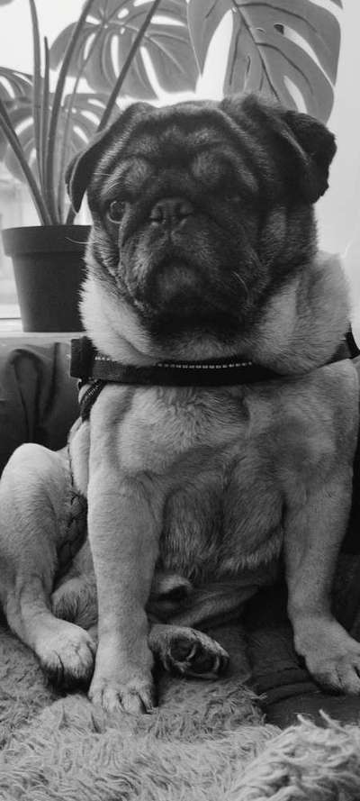 Foto-Challenge 76: Foto in Schwarz-Weiss-Beitrag-Bild