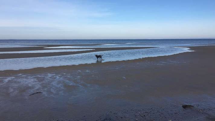 Urlaub Ost/Nordsee am Naturstrand-Beitrag-Bild