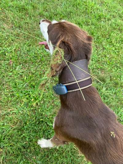 Windhunde - Treffen der besonderen Schönheiten
HERZLICH WILLKOMMEN-Beitrag-Bild