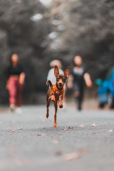 Prager Rattler-Beitrag-Bild