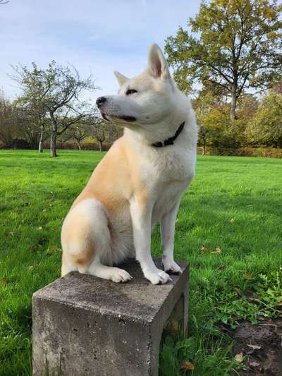 Hundetreffen-Spielen und gassi gehen-Bild