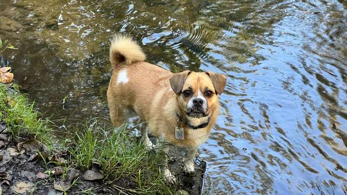 Puggle-Beitrag-Bild