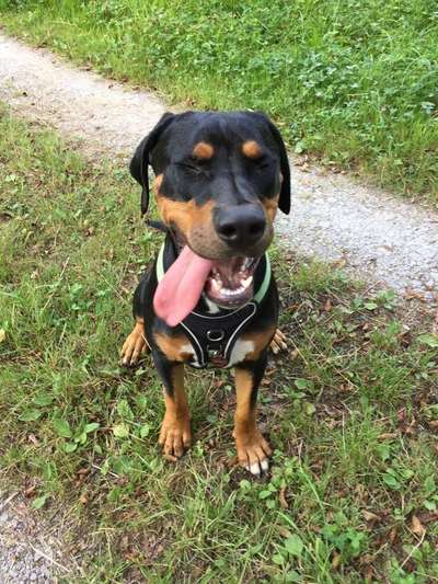 Dein Hund im Dogorama-Kalender 2021-Beitrag-Bild