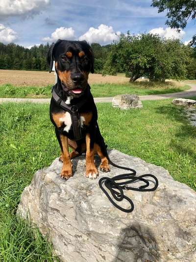 Dein Hund im Dogorama-Kalender 2021-Beitrag-Bild