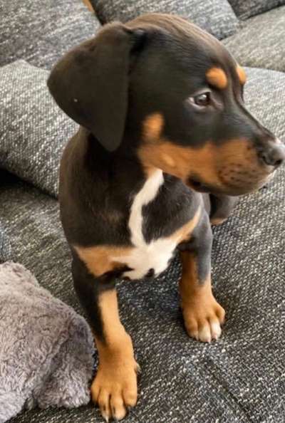 Welpen Bilder !-Beitrag-Bild