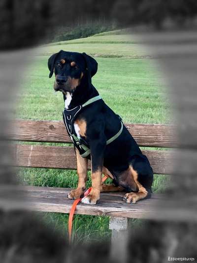 Dein Hund im Dogorama-Kalender 2021-Beitrag-Bild