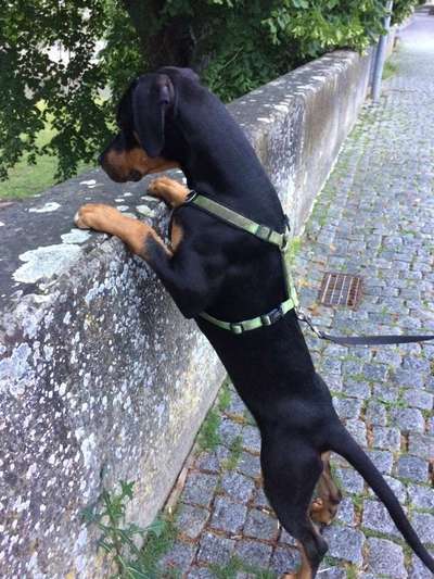 Dein Hund im Dogorama-Kalender 2021-Beitrag-Bild