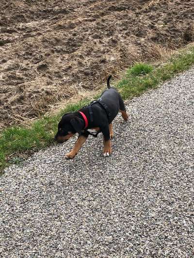 Welpen Bilder !-Beitrag-Bild