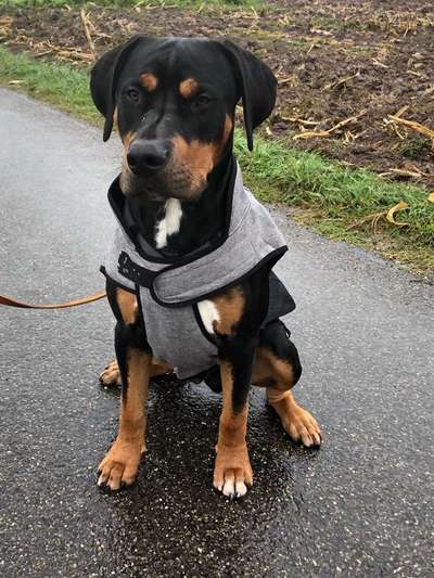 Welpen Bilder !-Beitrag-Bild