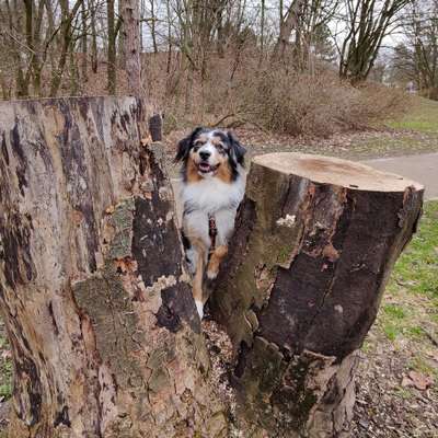 Hundetreffen-Gassi & Spielrunde 🐾-Bild