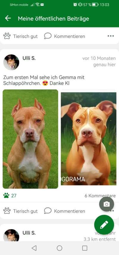American Bully – Neue Einstufung als gefährlicher Hund in Braunschweig-Beitrag-Bild