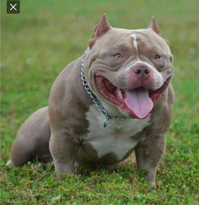 American Bully – Neue Einstufung als gefährlicher Hund in Braunschweig-Beitrag-Bild