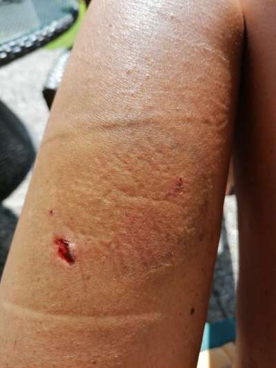 Hundeangriff in Griechenland - wie verhindern, vorbeugen?-Beitrag-Bild