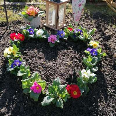 👉 Schläfern wir unsere Hunde zu schnell ein? 🤔-Beitrag-Bild