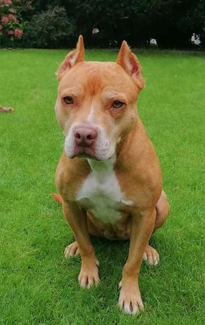 American Bully – Neue Einstufung als gefährlicher Hund in Braunschweig-Beitrag-Bild