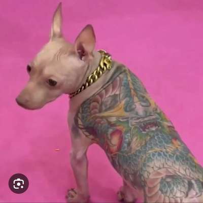 Was haben wir aus dem Hund gemacht?-Beitrag-Bild