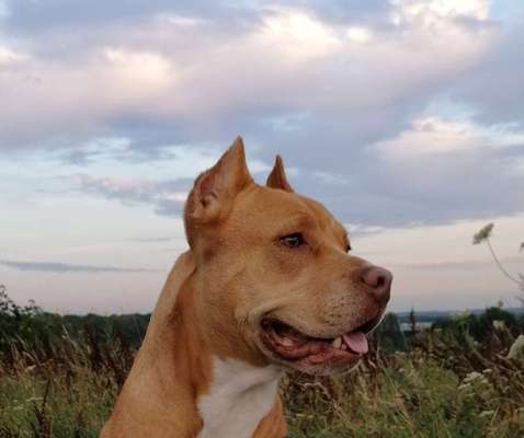 American Bully – Neue Einstufung als gefährlicher Hund in Braunschweig-Beitrag-Bild