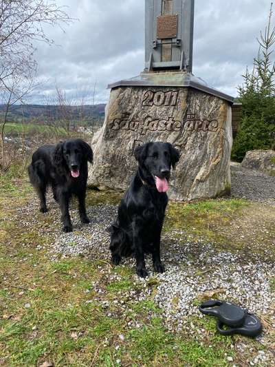 Hundetreffen-Gemütliches Spazierengehen-Bild