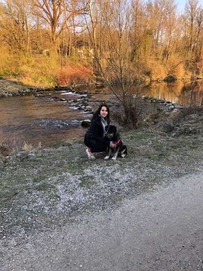 Hundetreffen-Hundetreffen/junghunde-Bild