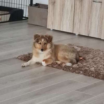 Hundetreffen-Welpentreffen Wadgassen und Umgebung-Bild