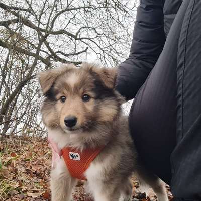 Hundetreffen-Sheltie Treffen Saarland und umgebung-Bild