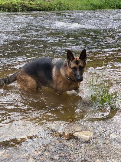 Hundetreffen-Kira sucht Hundefreunde-Bild