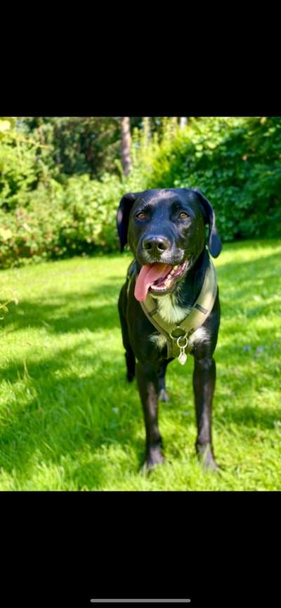 Mischlingshunde Foto Aufruf-Beitrag-Bild