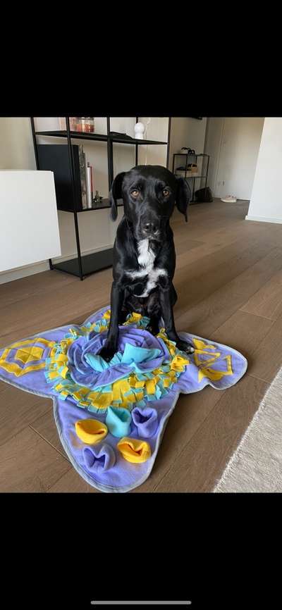 Mischlingshunde Foto Aufruf-Beitrag-Bild