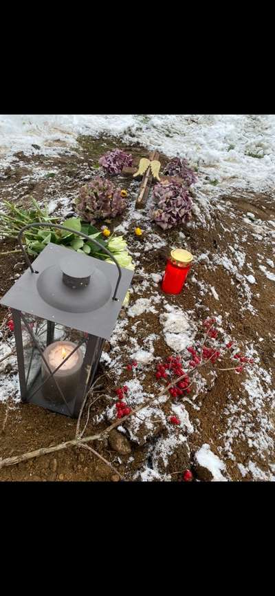 Unsere Fellnasen im Regenbogenland-Beitrag-Bild