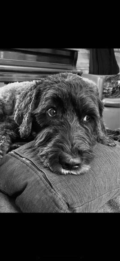 Unsere Fellnasen im Regenbogenland-Beitrag-Bild