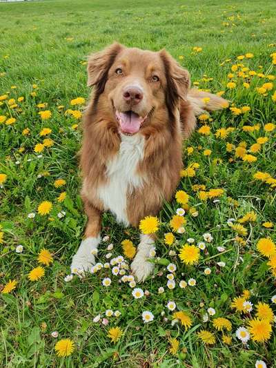 Die Dogorama Monats Challenge "Es grünt und blüht"-Beitrag-Bild