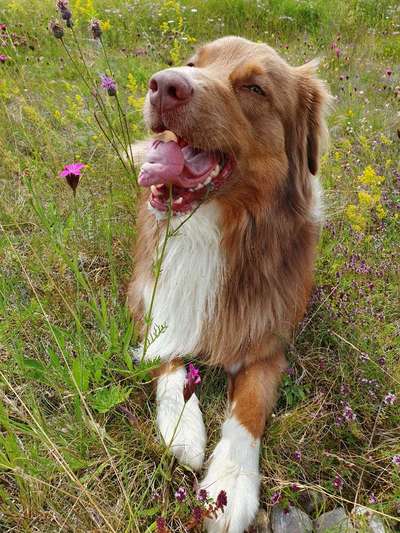 Die Dogorama Kalender Challenge Teil 3/4-Beitrag-Bild