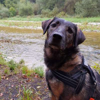 Hundetreffen-Gassi gehen und Wanderungen-Bild