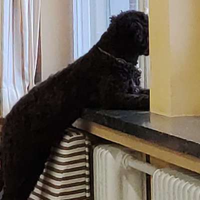 Lagotto Romagnolo Besitzer-Beitrag-Bild