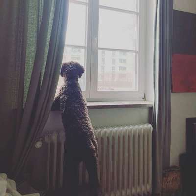 Lagotto Romagnolo Besitzer-Beitrag-Bild