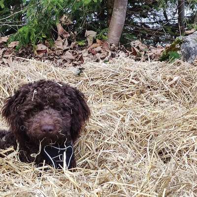 Hundetreffen-Lagotto Treffen-Bild