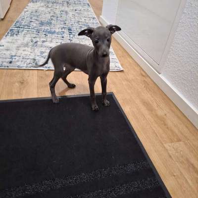 Hundetreffen-Italienisches Windspiel sucht Freunde zum spielen-Bild