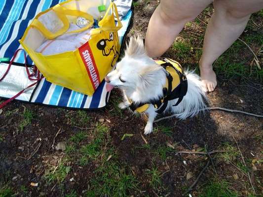 Hund zum Schwimmen bringen-Beitrag-Bild