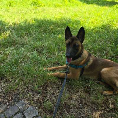 🧨 „Hundetrainer? Brauch ich nicht!“ – Hä?! Oder DOCH?! 🐾-Beitrag-Bild