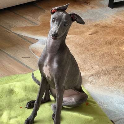 Hundetreffen-Suche Gassifreunde-Bild