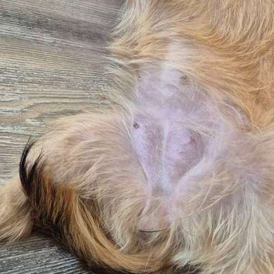 Milchleiste nach Läufigkeit-Beitrag-Bild