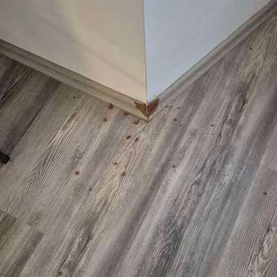 Hund nagt an Bodenleiste-Beitrag-Bild