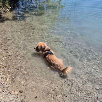 Hundetreffen-Social walks und Play Dates-Bild