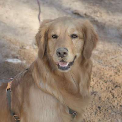 Hundetreffen-Gassifreunde gesucht-Bild